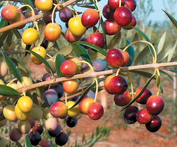 橄欖油品種阿貝金納arbequina